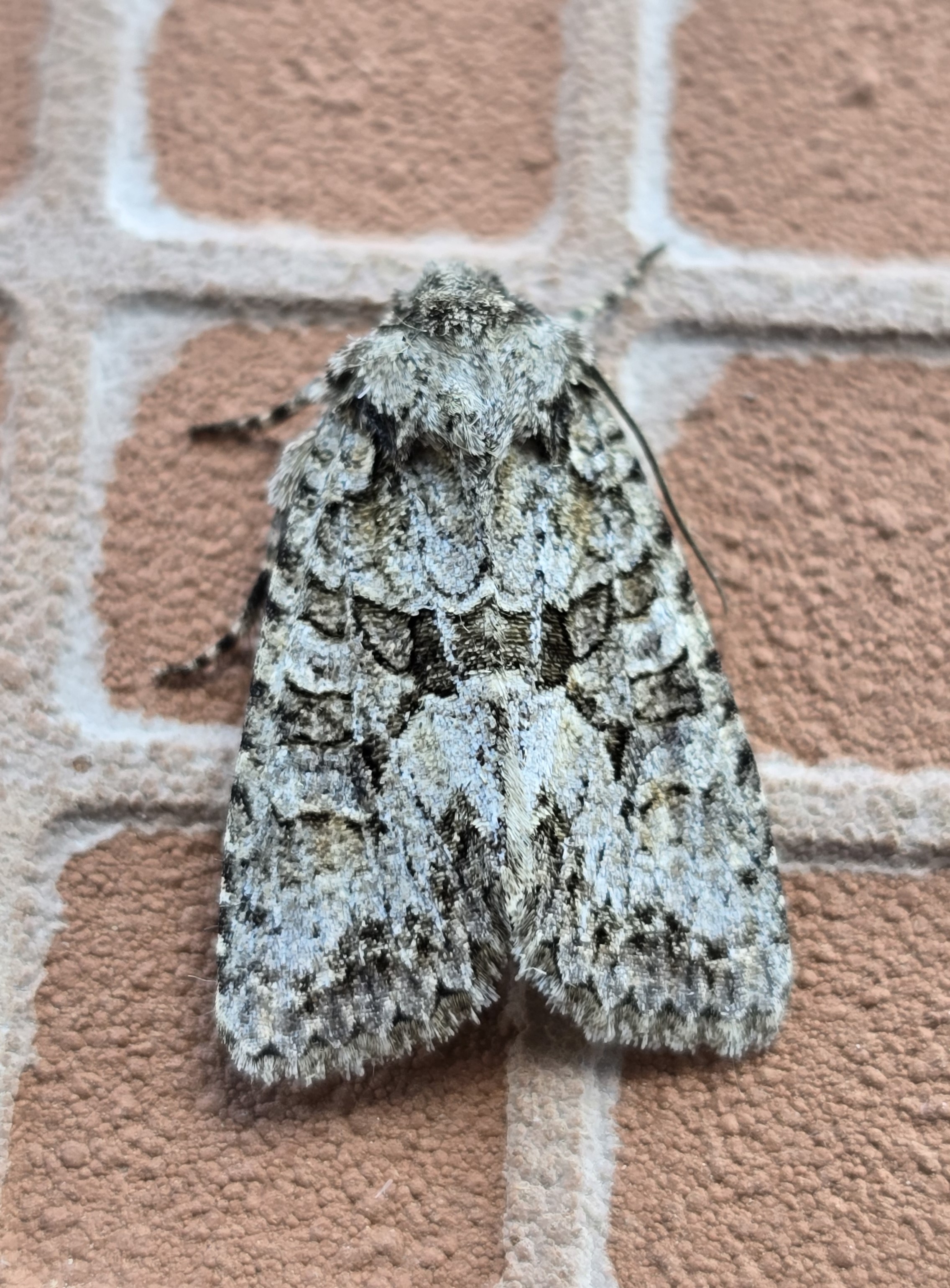 Photo of Dryobotodes monochroma